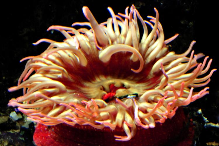 Russiske forskere har fundet en art af søanemoner, der kan leve under Nordpolen. Arten på billedet foretrækker dog lidt varmere vand og lever normalt i Stillehavet. Arkivfoto 