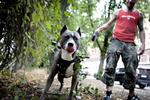 Debatten om de mange kamphunde har fået mange af ejerne til at  fortryde og henvende sig til internater for at komme af med deres hund. Arkivfoto 