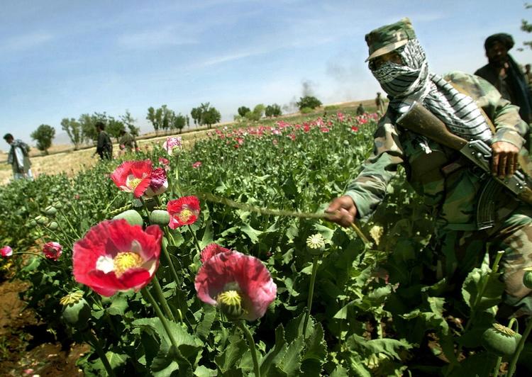 Afghanistans valmueblomster finansierer ifølge Pentagon Taleban. 
