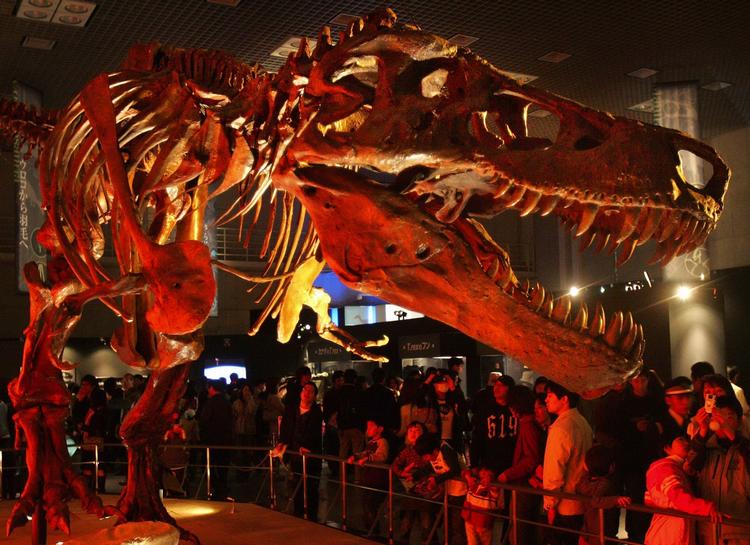 Forskere mener nu, at den drabelige tyrannosaurus rex var en tøsedreng. 