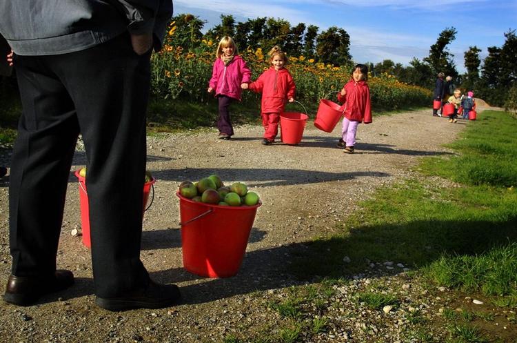 Er man til frisk luft og friske frugter er der flere muligheder for æbleselvpluk rundt omkring i landet netop nu. Billedet her er taget i Kildebrønde Frugtplantage i Greve. 