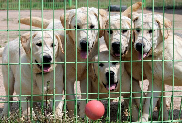 Firmaet har allerede kloonet disse hundehvalpe, som siden er blevet 'ansat' som narkohunde i Sydkoreas toldvæsen. 