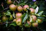 Æbletræerne kommer til at stå tættere i de danske haver. Krisen har gjort det populært at købe frugttræer - og æbler er mest populære. 