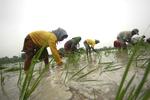 Asiens overrislede marker kommer til at mangle vand, foridser rapport. 