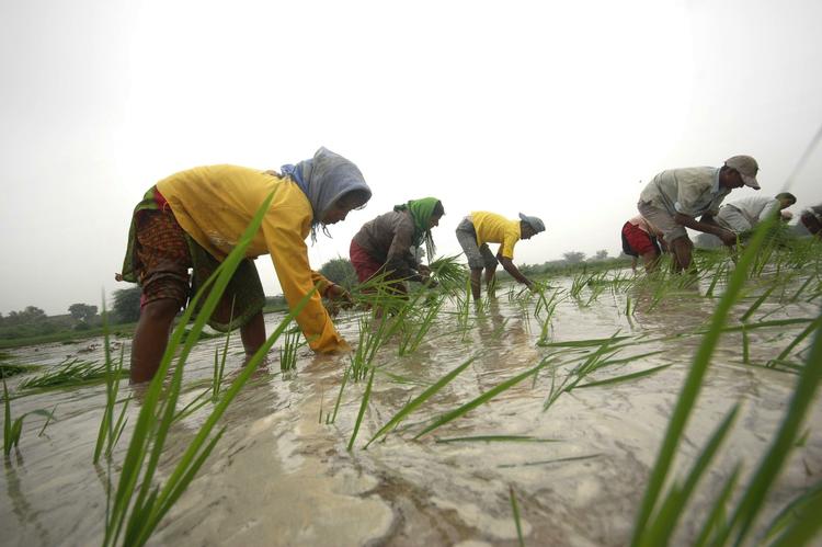 Asiens overrislede marker kommer til at mangle vand, foridser rapport. 