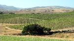 Også danskeren Peter Work, der har vinmarker i det califoniske superdistrikt Santa Rita Hill, har en høj alkoholprocent i sin pinot noir. Fra tid til anden tilsætter han vand for at holde den nede. Foto: Henrik Steen Andersen 