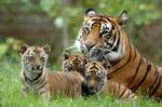 Tre hun Sumatra-tigerunger med deres mor, der stadigvæk er i live i Dublin Zoo. En af deres artsfæller blev myrdet her i weekenden i Indonesien. 