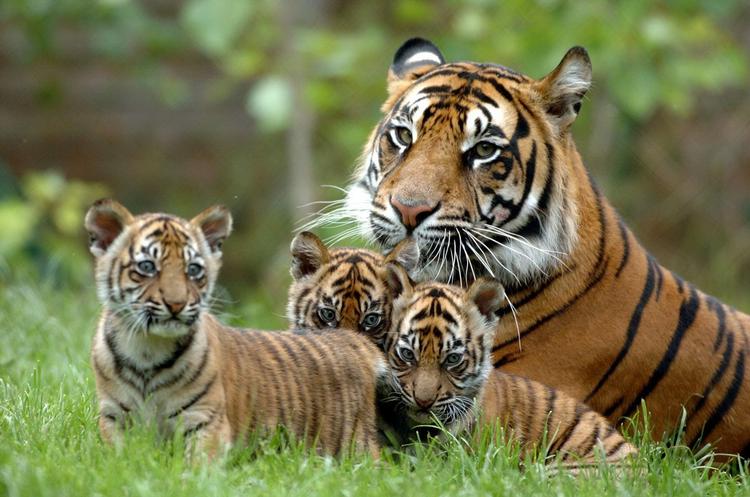 Tre hun Sumatra-tigerunger med deres mor, der stadigvæk er i live i Dublin Zoo. En af deres artsfæller blev myrdet her i weekenden i Indonesien. 