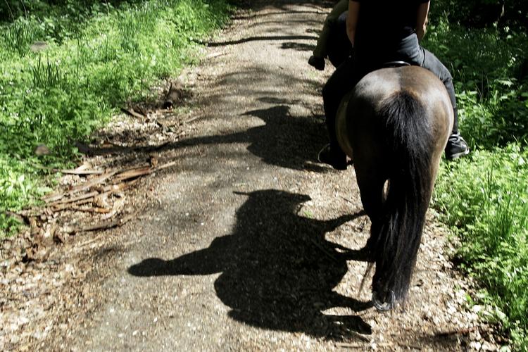 Suså Rideklub er blevet smidt ud af Danmarks Idræts-Forbund efter en blufærdighedssag. (Arkivfoto) 