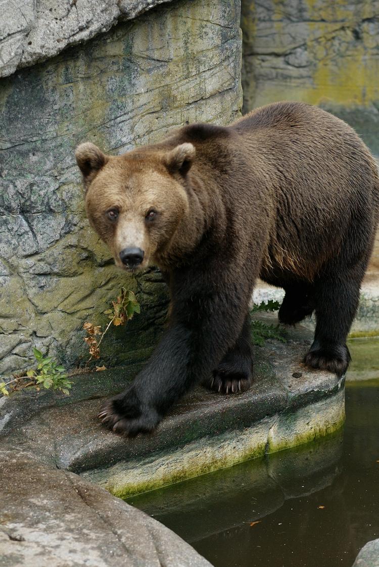 Siden 1902 er det kun sket to gange, at en svensk bjørn har slået et menneske ihjel. Til gengæld er de to drab sket for nylig - i 2004 og 2007. Arkivfoto fra Zoologisk Have i København. 