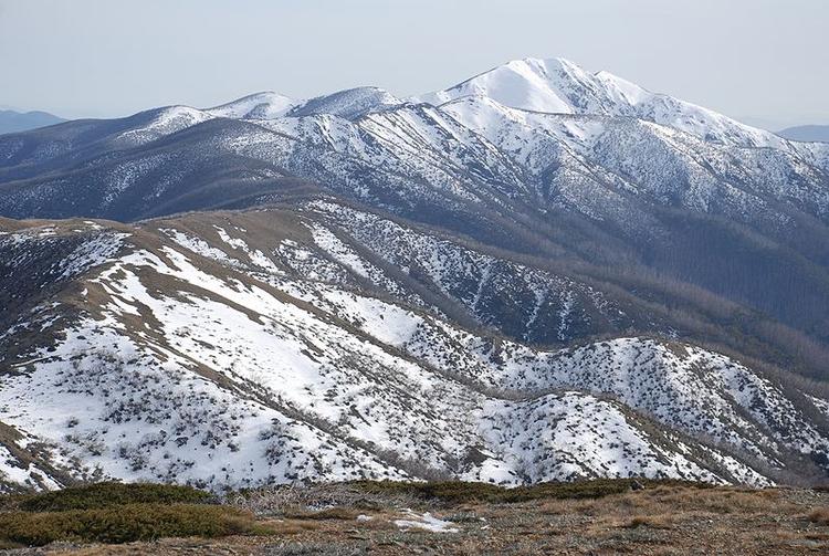 Det var dette bjergområde i delstaten Victoria i Australien, turistministeren Tim Holding faldt, gled og blev væk. Knap tre dage i frostvejr kunne dog ikke knække den gamle militærmand. FOTO: Peter Campbell, GNU 