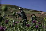 Opium Economy