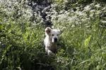 Huneejere skal passe på en ny hundevirus. 