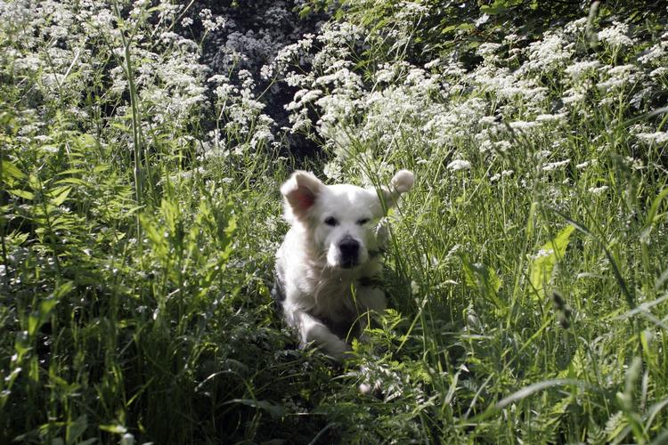Huneejere skal passe på en ny hundevirus. 