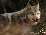 Hunde-artens fjerne forfader er ulvene. Arkivfoto. 