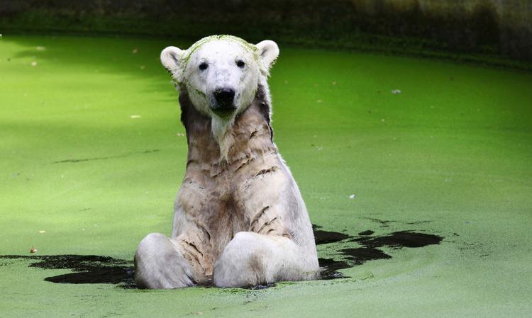 Isbjørnen Knut er i gang med at blive voksen. Nu får den damebesøg i Berlin. 