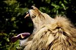 Mange hesteejere ringer til de danske zoologiske haver for at tilbyde et godt måltid. (Arkivfoto) 