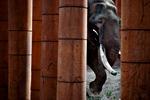 Den indiske elefant Chieng-Mai er det ældste dyr i Københavns Zoo. Vor udsendte forsøger at få  at vide, hvad han synes om at være der. Foto: Jacob Ehrbahn 
