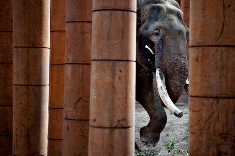 Den indiske elefant Chieng-Mai er det ældste dyr i Københavns Zoo. Vor udsendte forsøger at få  at vide, hvad han synes om at være der. Foto: Jacob Ehrbahn 