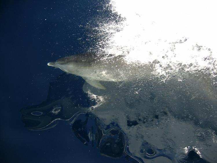 De frigivne delfiner er samme type, som den berømte Flipper-delfin. Denne er dog fra det Røde Hav i Egypten. 