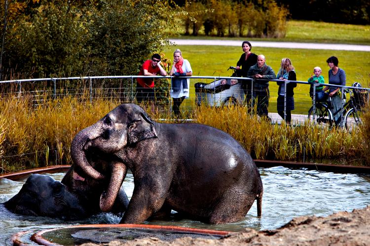 »Det er rigtige elefanter, vi ser her«, siger adfærdsbiolog Katrine Friholm, der har været med til at indrette elefanternes nye anlæg i Zoo. Her kan de bade, rulle sig i mudder og søge føde. Foto: Jacob Ehrbahn 