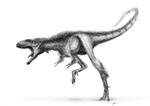 Raptorex har haft samme fysiske fremtoning som T. rex - Bare 100 gange mindre. 