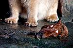 kulzoo8_19-09-2009_U581I4T.jpg