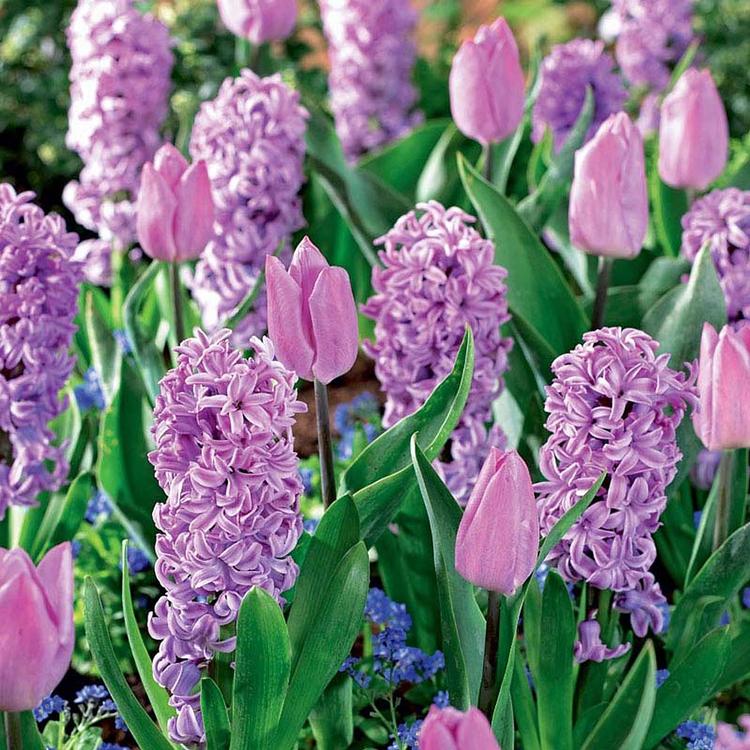 'Mystic Pink' består af hyacinter og tulipaner, 30 cm høje, blomstrer i april. Den lave højde gør løgene gode til krukker. 50 løg for 298 kr. 