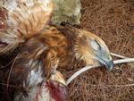 Raptor Camp hedder det årlige træf for fugleaktivister. Folk fra hele Europa  mødes på Malta for at forhindre krybskytteri af fredede fugle, men i år har de allerede fundet over 100 fredede fugle, der er skudt ned og gemt under sten og grus. Her er det en rørhøg, der har måttet lade livet. Foto: Committee Against Bird Slaughter 