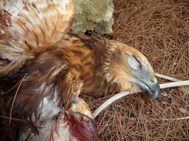 Raptor Camp hedder det årlige træf for fugleaktivister. Folk fra hele Europa  mødes på Malta for at forhindre krybskytteri af fredede fugle, men i år har de allerede fundet over 100 fredede fugle, der er skudt ned og gemt under sten og grus. Her er det en rørhøg, der har måttet lade livet. Foto: Committee Against Bird Slaughter 
