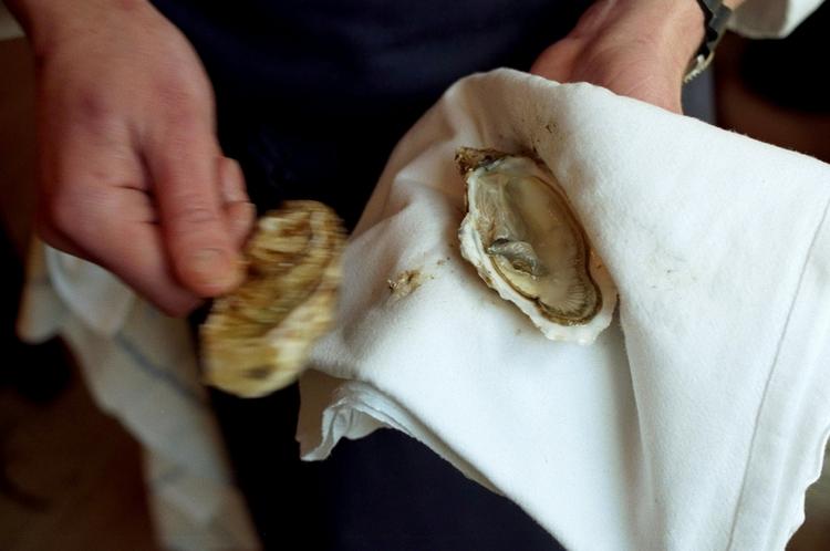 Syge østers. Mesterkokken Heston Blumenthal har undskyldt overfor de 529 gæster, der blev syge efter at have spist østers i hans restaurant, The Fat Duck. 