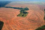Junglen i Amazonas ryddes for at give plads til dyrkning af dyrkning af soja til dyrefoder. Arkivfoto. 