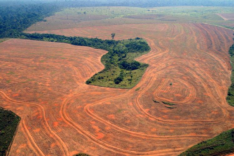 Junglen i Amazonas ryddes for at give plads til dyrkning af dyrkning af soja til dyrefoder. Arkivfoto. 