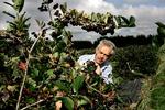 Seniorforsker Martin Jensen besigtiger en busk med aronia – sortrøn – på en forsøgsmark i Årslev på Fyn. Aronia indeholder mange bioaktive stoffer, og håbet er at finde en bærsort, der smager så godt, at det kan lanceres som en sund superfrugt. Foto: Finn Frandsen