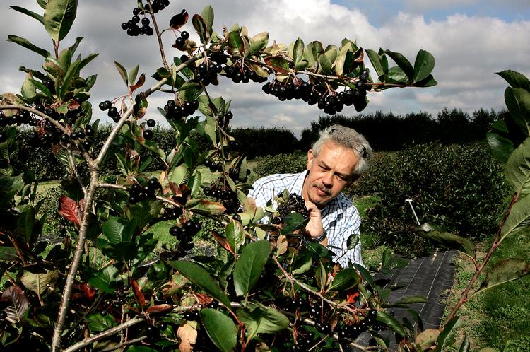 Seniorforsker Martin Jensen besigtiger en busk med aronia – sortrøn – på en forsøgsmark i Årslev på Fyn. Aronia indeholder mange bioaktive stoffer, og håbet er at finde en bærsort, der smager så godt, at det kan lanceres som en sund superfrugt. Foto: Finn Frandsen