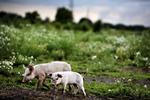 SF ser gerne flere økologiske grise som disse to, der nyder livet på marken ved Krogagergård ved Ringsted. Arkivfoto 