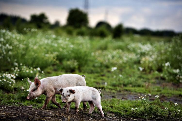 SF ser gerne flere økologiske grise som disse to, der nyder livet på marken ved Krogagergård ved Ringsted. Arkivfoto 