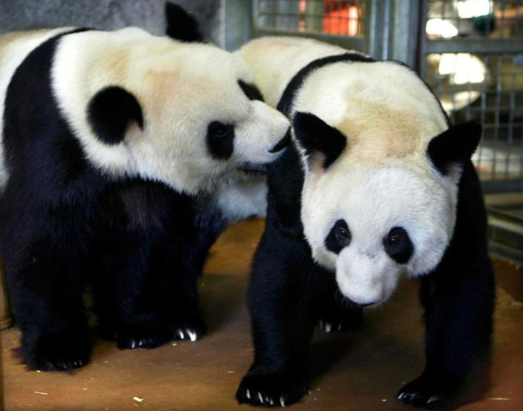 tre studerende fra Japan. Tre japanske studerende vandt prisen i biologi for at påvise, hvordan bakterier fra fæces fra gigantpandaen kan reducere køkkenaffald med 90 procent. 