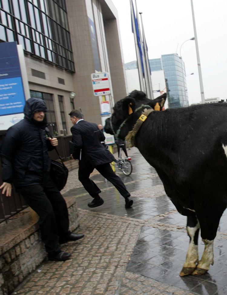 En skræmt embedsmand flygter ind i EU´s ministerråd fra en af de køer, som vrede landmænd har slæbt med til Bruxelles for at protestere over de lave mælkepriser. 