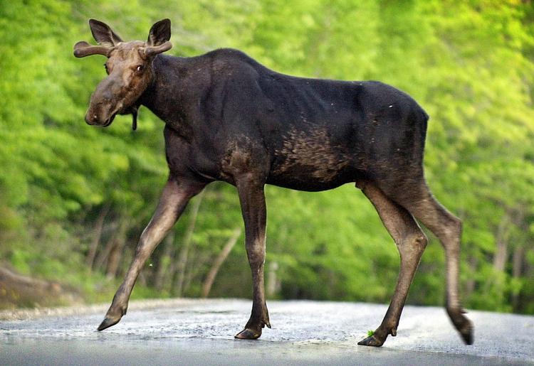 Tre meter lang, to meter op til skuldrene og helt op til 700 kilo. Elgen er et stort dyr at kollidere med. (Arkivfoto) 
