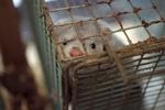 Activists are believed to have been responsible for releasing 6,000 mink overnight. Half of them will probably have to be put down. Archive. 