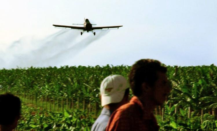 Et sprøjtefly spreder pesticider over en af Doles bananplantager. En svensk dokumentarfilm har fulgt en gruppe arbejdere, der er blevet syge af giften Nemagon. Arkivfoto: AP/WG Film
