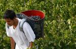 En sæsonarbejder bærer druer ind på vingården Chateau La Mission Haut Brion, en Grand Cru-mark i Graves-distriktet i Bordeaux. Måske de bedste druer i mange, mange år... 
