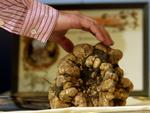 Det er sæson for den hvide trøffel, der er en italiensk delikatesse. 28 gram koster cirka 966 kroner. Her er det en af verdens største trøfler, der vejer 1,5 kg. 