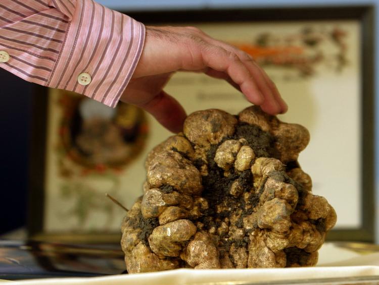 Det er sæson for den hvide trøffel, der er en italiensk delikatesse. 28 gram koster cirka 966 kroner. Her er det en af verdens største trøfler, der vejer 1,5 kg. 