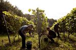 vinbonde i Dons i Jylland