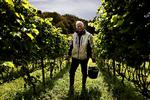 Sven Moesgaard er vinbonde i Dons i Jylland. Og flere af hans vine har allerede vundet medaljer i internationale konkurrencer. 