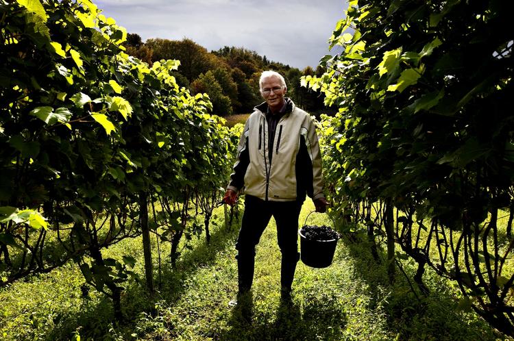 Sven Moesgaard er vinbonde i Dons i Jylland. Og flere af hans vine har allerede vundet medaljer i internationale konkurrencer. 