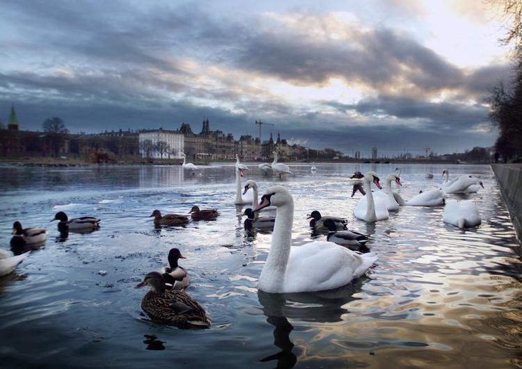 Søerne i København er et af byens mest yndede rekreative områder. Arkivfoto 