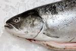 Fisk
